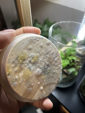 Moisissures dans les terrariums fermés : comprendre les causes et retrouver un écosystème sain
