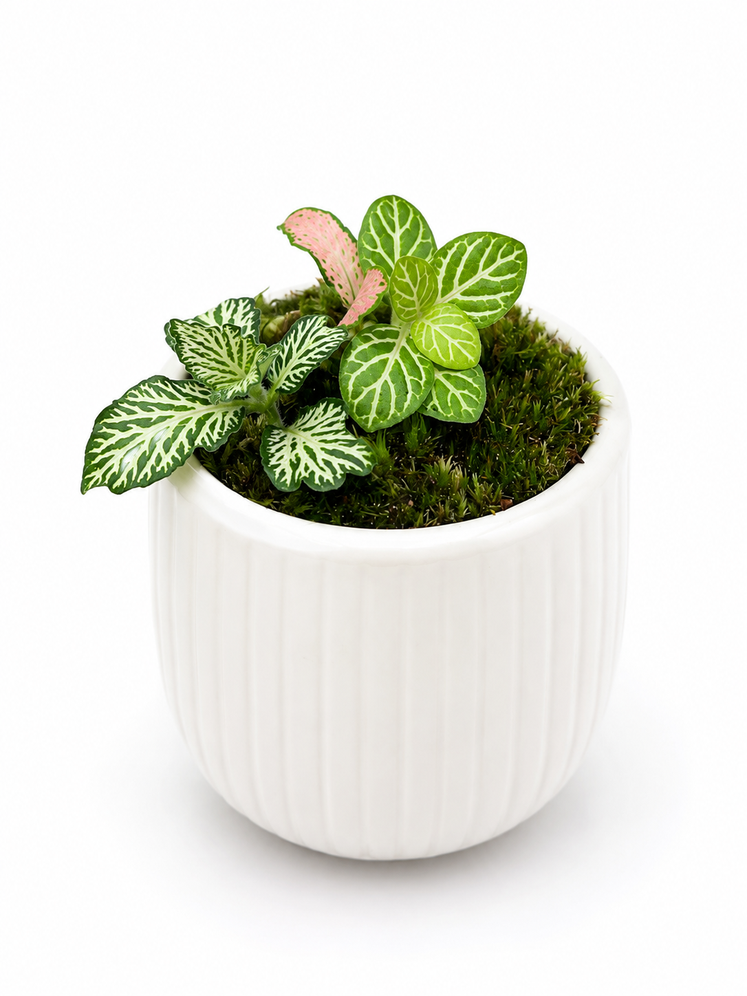 Comment entretenir votre Moss Pure