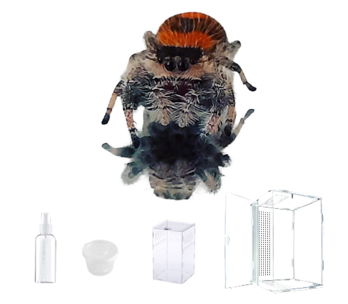 Quel matériel choisir pour élever une Phidippus regius ? 11 accessoires et conseils pour bien débuter