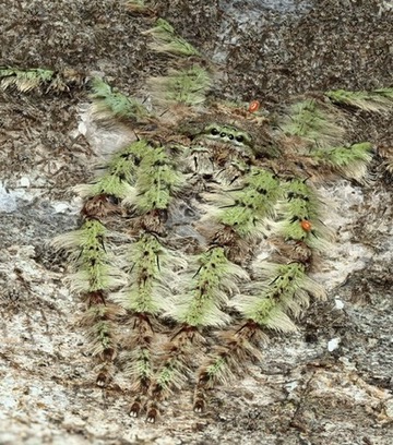 Vous ne voyez qu’un morceau d’écorce ? Regardez de plus près, la nature vous réserve une surprise !