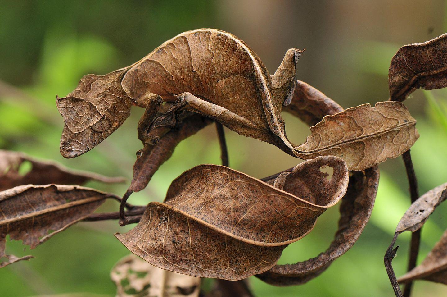 Vous voyez une feuille morte ? Pourtant, elle possède des yeux et peut se déplacer !